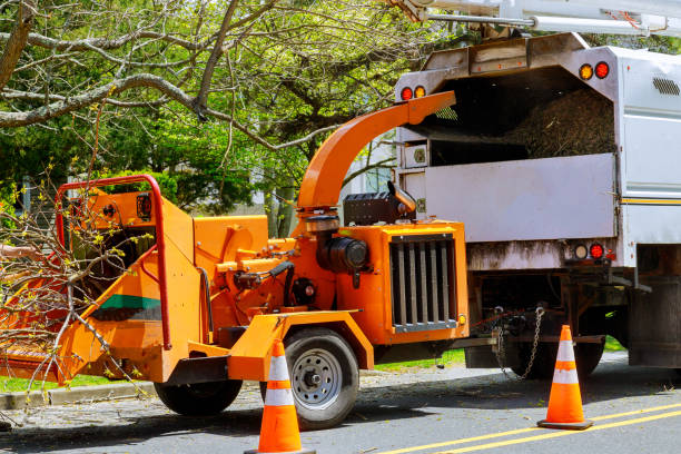 Reliable Mcgregor, FL Tree Services Solutions